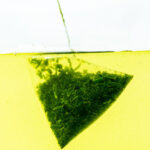 chabako-financier-2026spring2